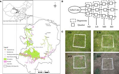 Responses of soil N-cycle enzyme activities to vegetation degradation in a wet meadow on the Qinghai-Tibet Plateau